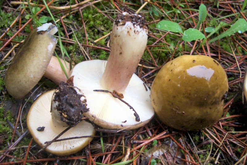 Russula di pineta marittima